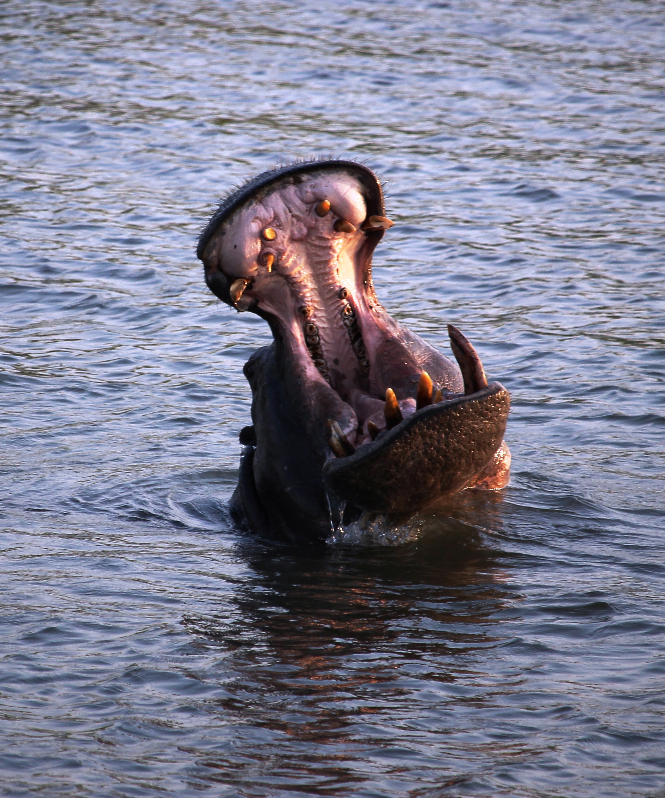 Hippo